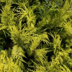 Cypruštek Lawsonov (Chamaecyparis lawsoniana)  ´STEWARTII´ - výška 60-90 cm, kont. C3L